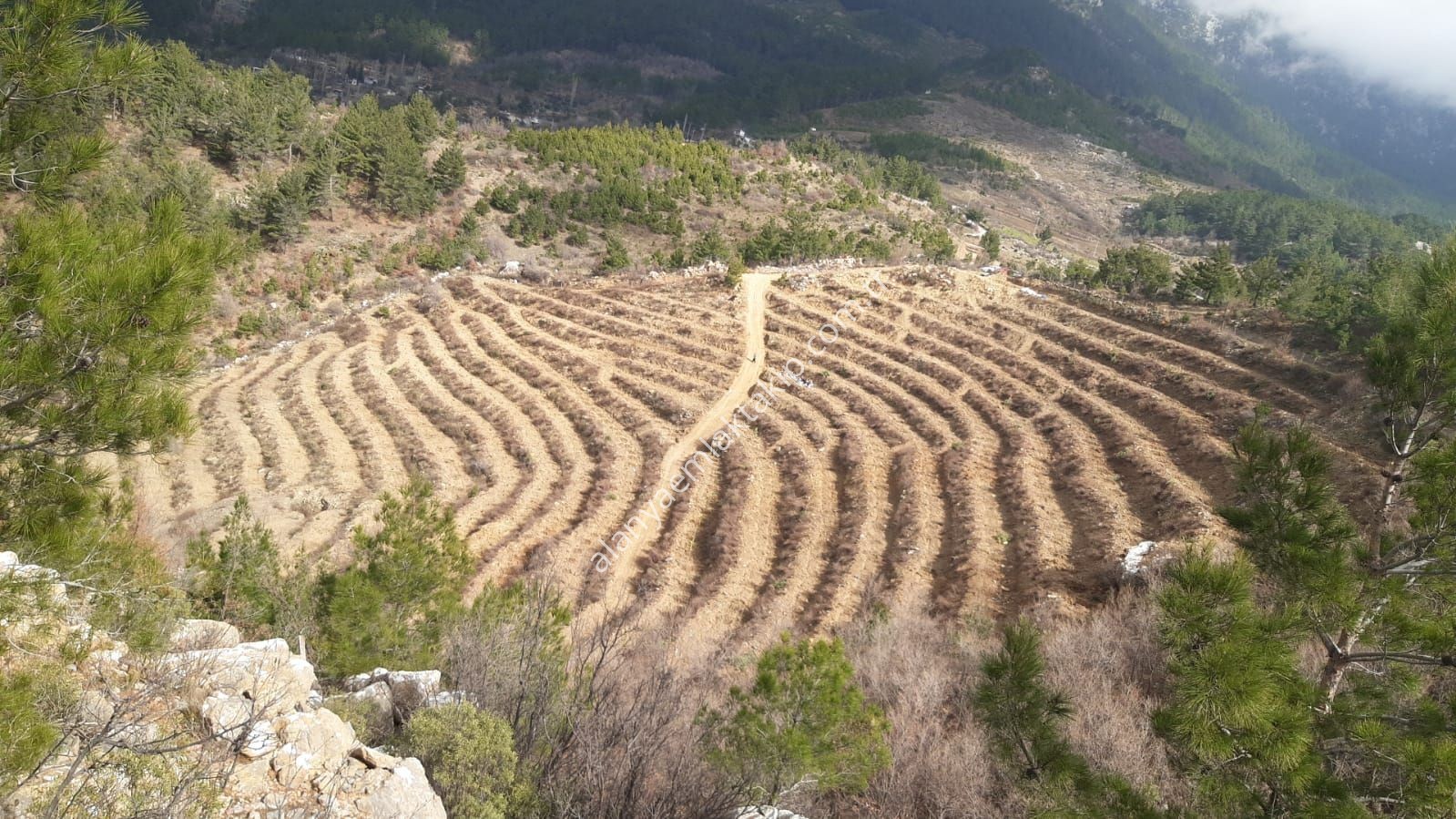 ALANYA BELDİBİ KÖYÜ'NDE SATILIK 20 DÖNÜM ZEYTİN TARLASI